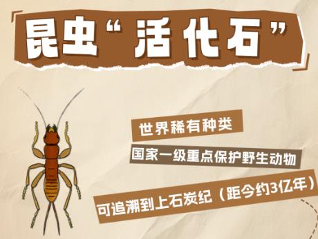 被长白山生物小卡片硬控啦~（向左滑动图片）